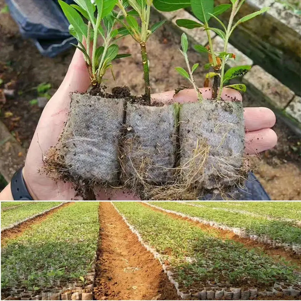 100pcs Biodegradable Seed Nurs - огляд і ціна Seed Starter Tray