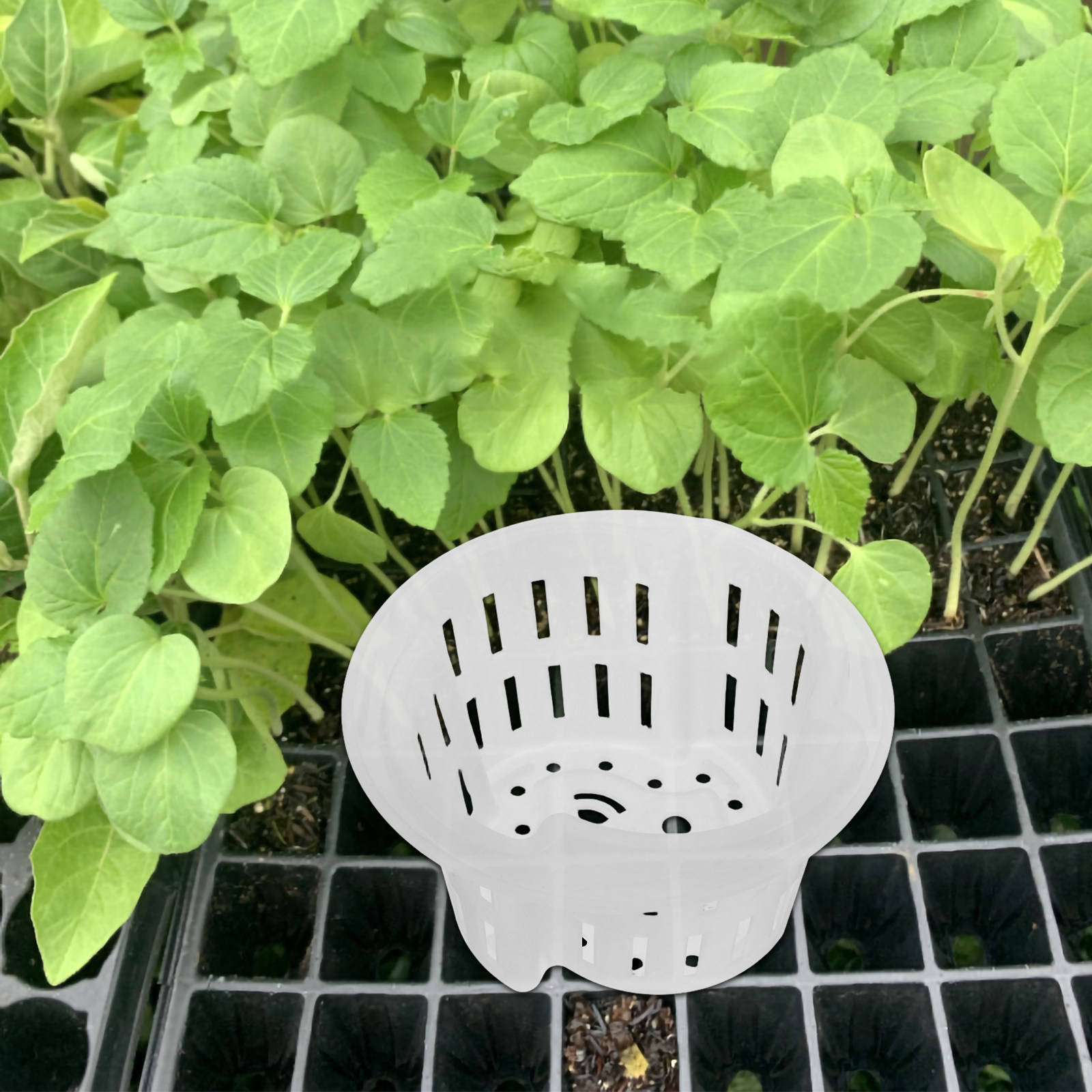 4Pcs Hydroponic Plant Pots Thi - огляд і ціна Plant Pot
