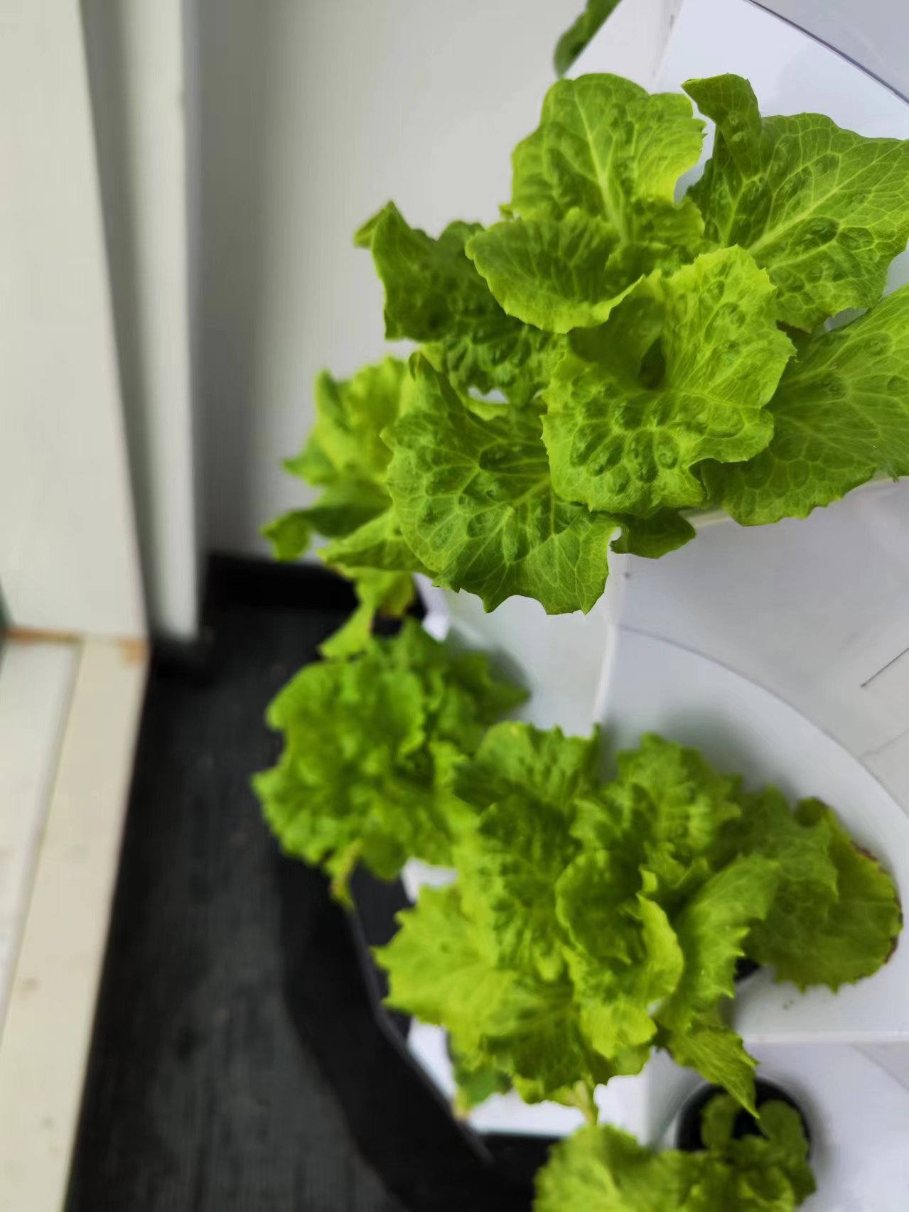 Farm Auto Irrigation Drip Kit  - огляд і ціна Hydroponic Kit